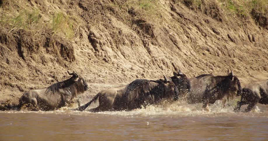 Wildebeest run through the water