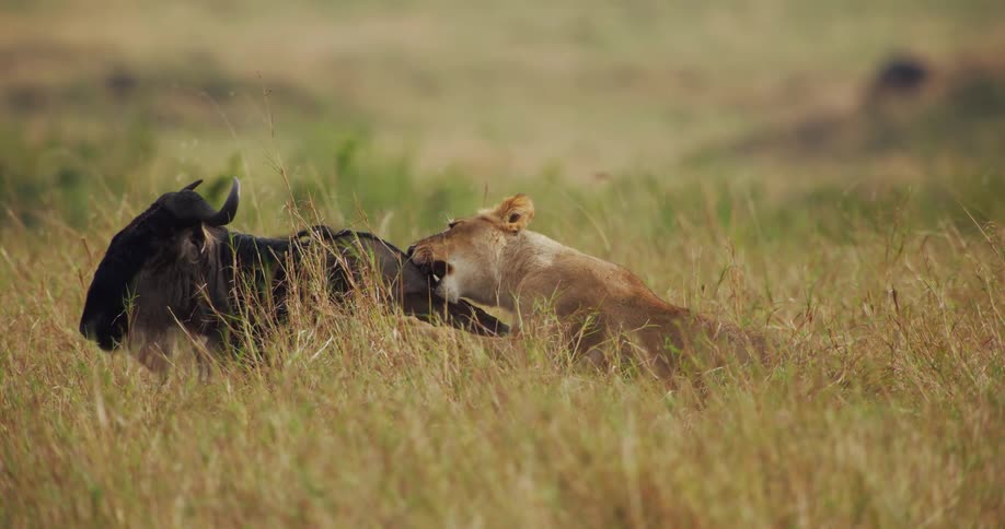 A lion bites a wildebeest