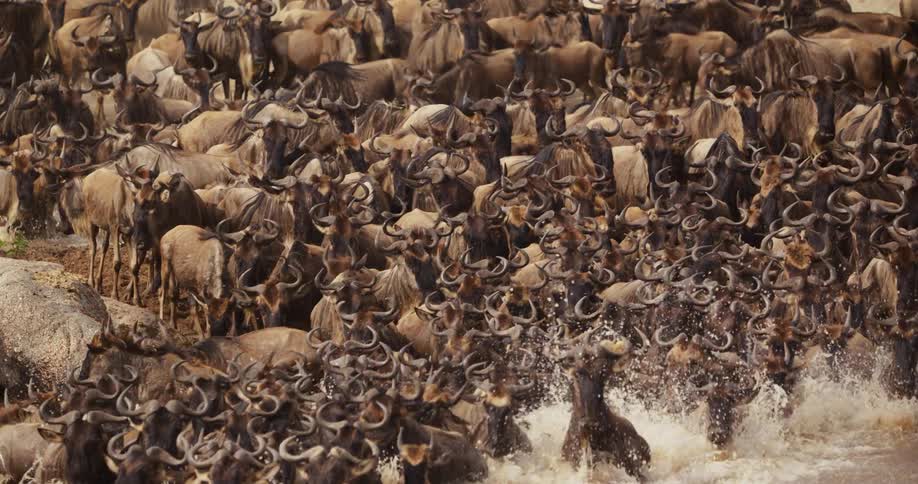 A herd of wildebeest splashing through a river during migration