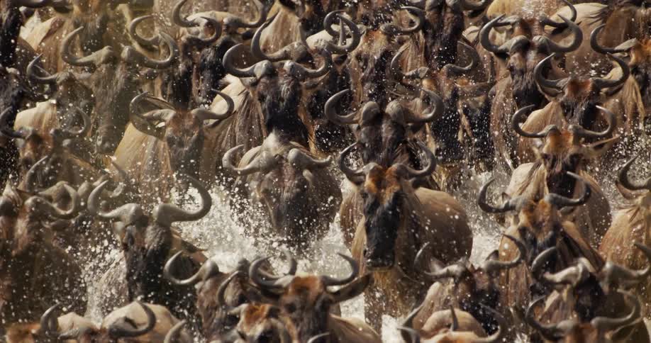 A herd of wildebeest are stampeding through knee high water crowded together in large numbers