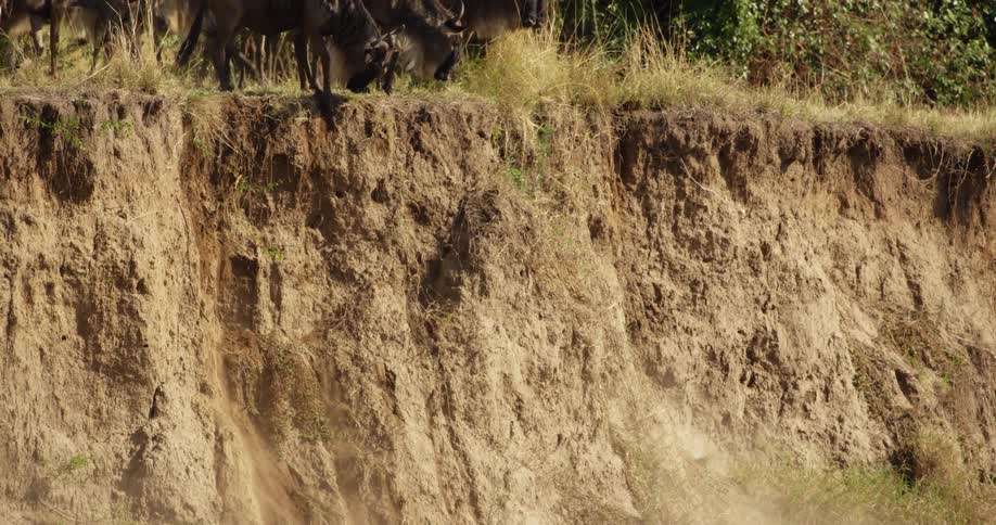 Herd of african wildebeest on the african savannah jumping down a cliff