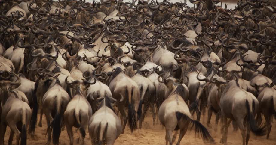 A large herd of wildebeest running forward in unison
