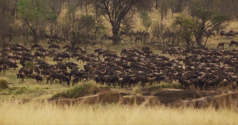 A large herd of wildebeest graze in a grassland during the day