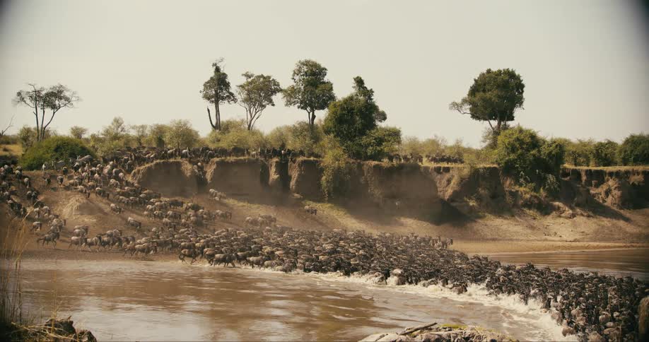 A large herd of wildebeest cross the stream