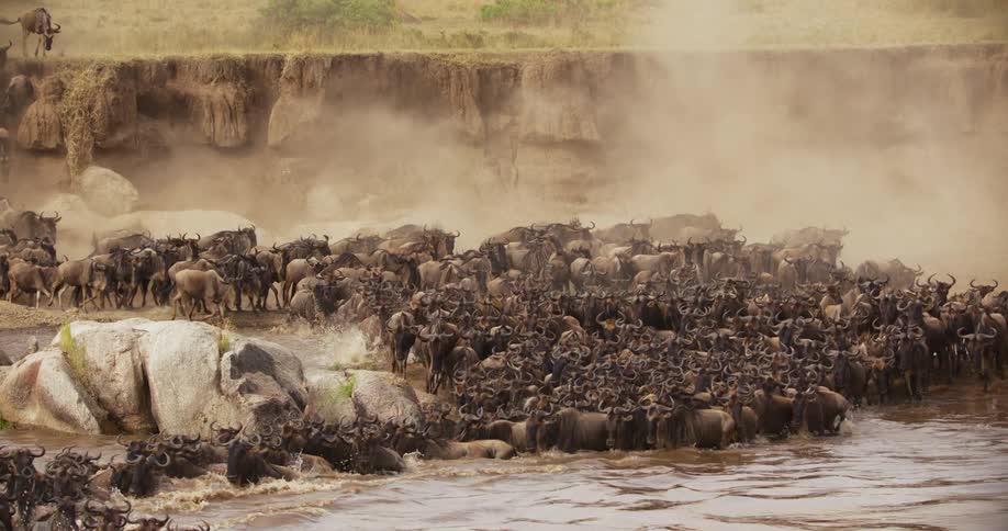 A heard of wildebeests are traveling in a path down a steep dirt cliff into the river coming by the hundreds