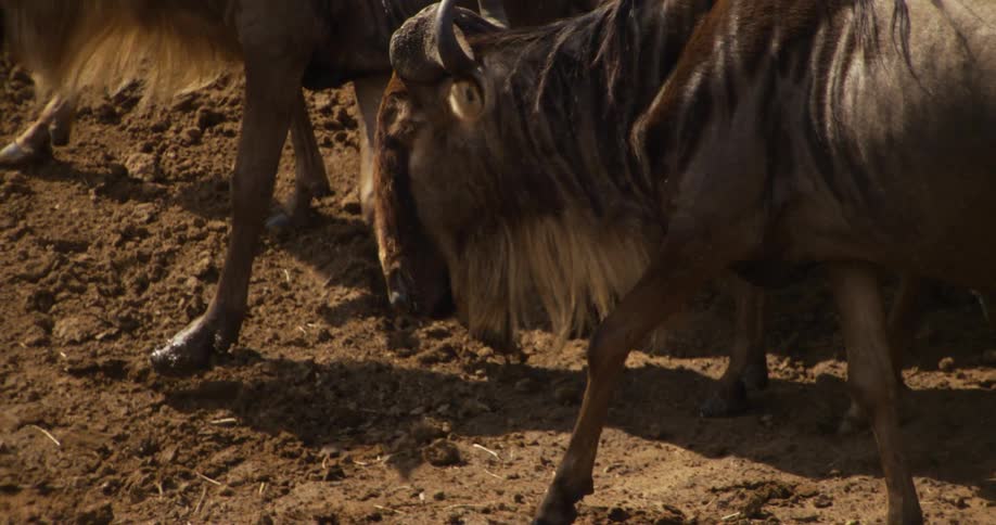 A herd of wildebeest are walking through the terrain