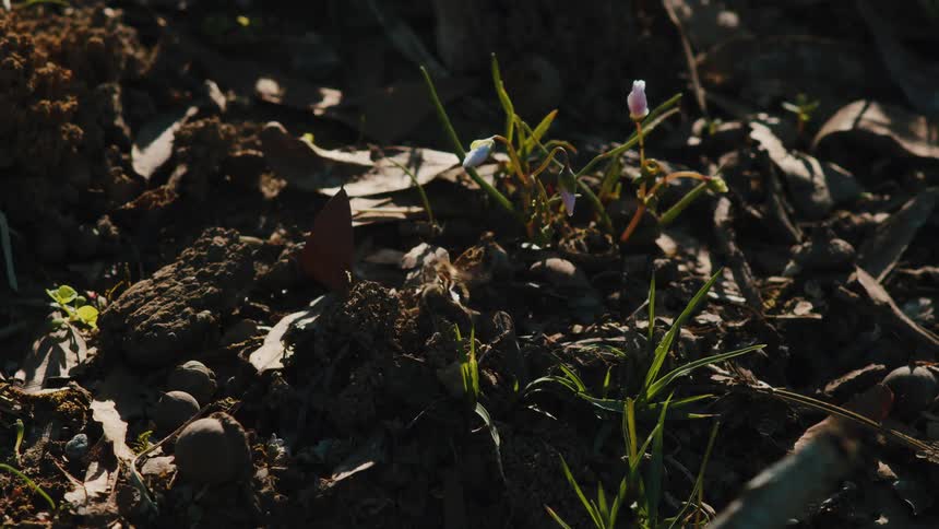 A bee crawls on a rock and briefly fights with another bee until said other bee flies off