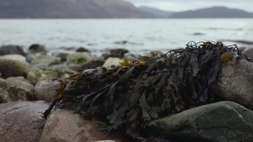 Seaweed is on the rocks by the water