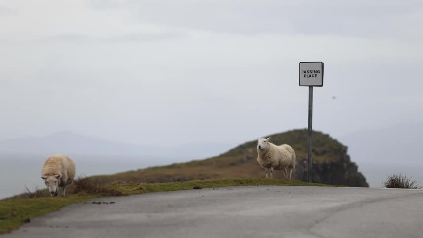Sheep graze through field near road as bird flies by