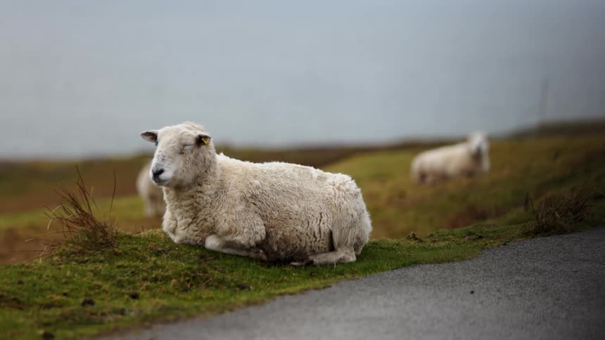 White sheep resting on grassy ground in the daytime