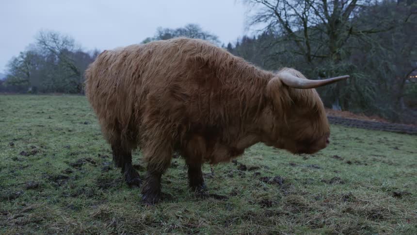 Shaggy cow grazing on a green pasture near trees