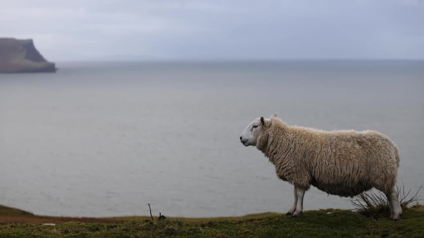 Sheep standing hillside overlooking coast chewing cud