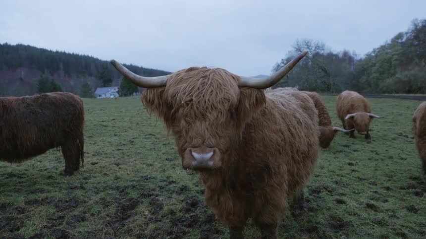 A bull stares into the camera while four other smaller bulls graze in the grass behind him