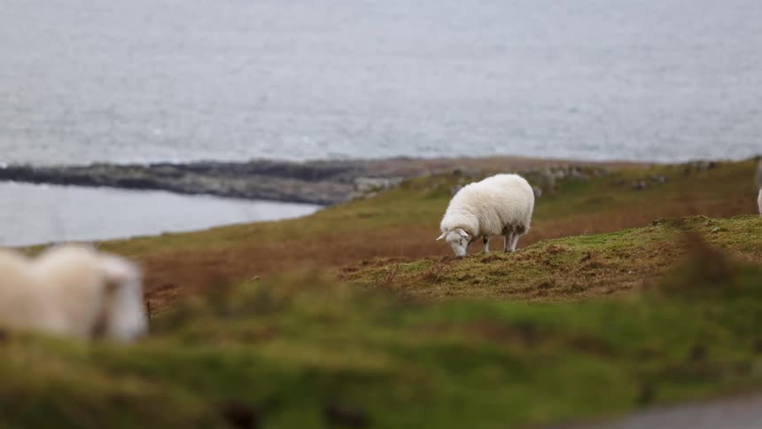 A white sheep grazing on a hill next to the coast at daytime