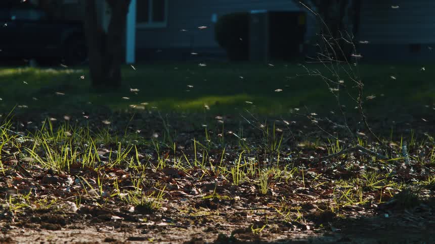 A bunch of bees flying around near the soil in a green grass lawn