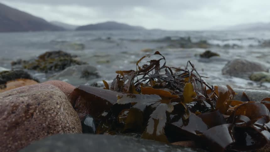 Gentle ocean waves splashing against rocks on shore and a bunch of seaweed
