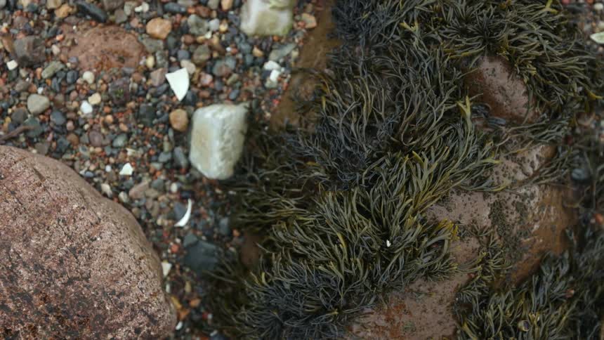 Rain falls to wet ground strewn with plants and pebbles