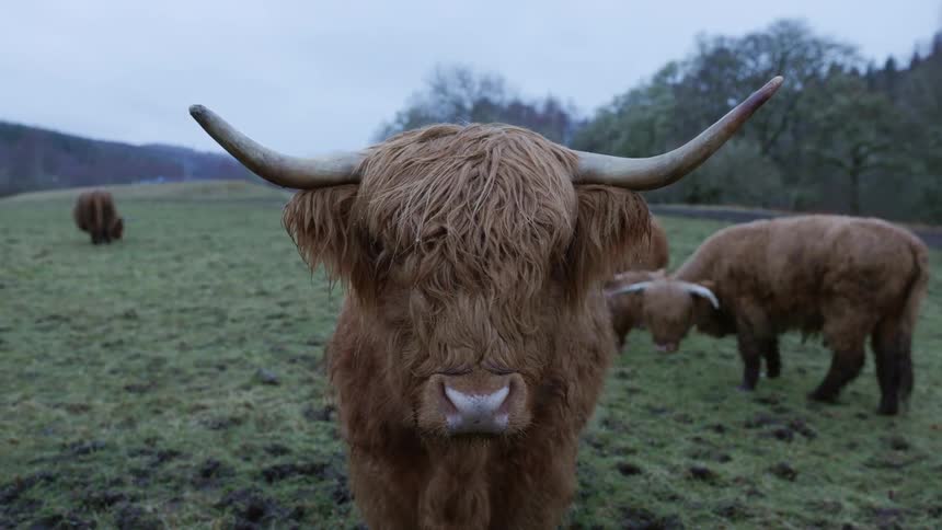 Shaggy highland cow in pasture near woods