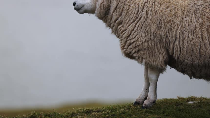 Lone sheep stands on grass covered hill chewing under an overcast sky