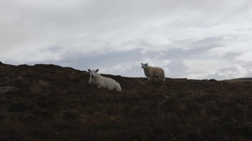 A sheep is relaxing on a hillside as another sheep is walking nearby under a cloudy sky