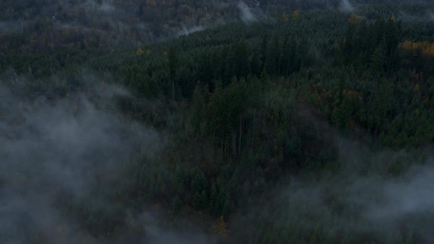 Mist is covering the wooded landscape of trees