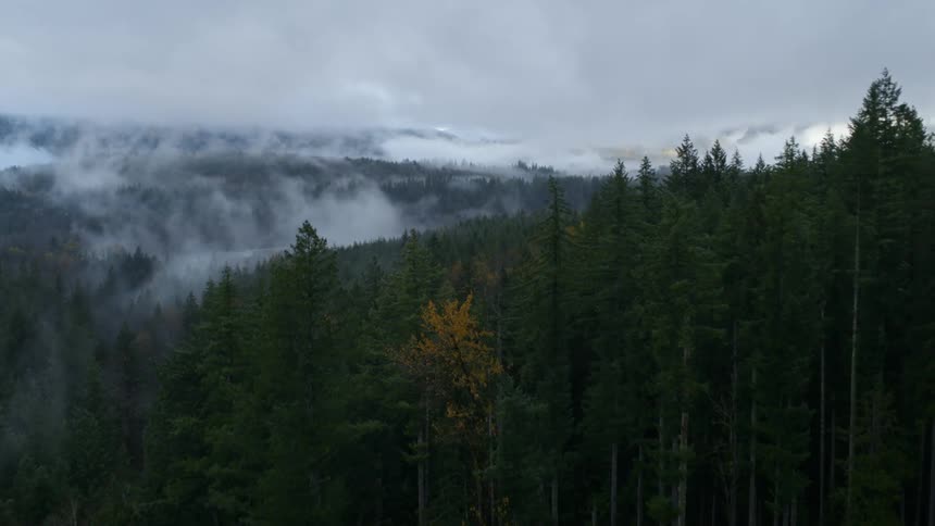 Heavy fog settles over a forest