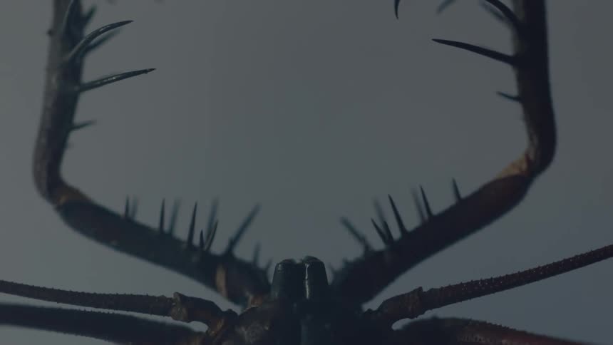 Various Macro Creatures