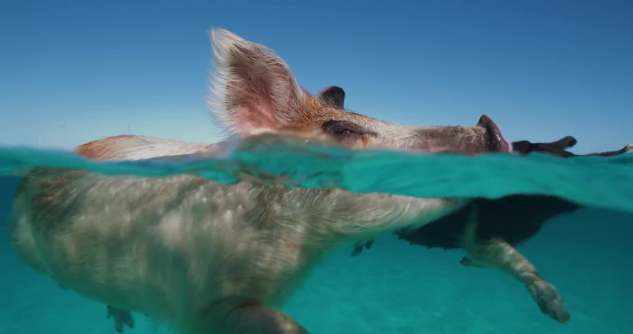 Two pig swimming in water