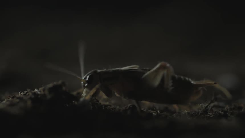 An cricket-like insect is crawling across the dirt