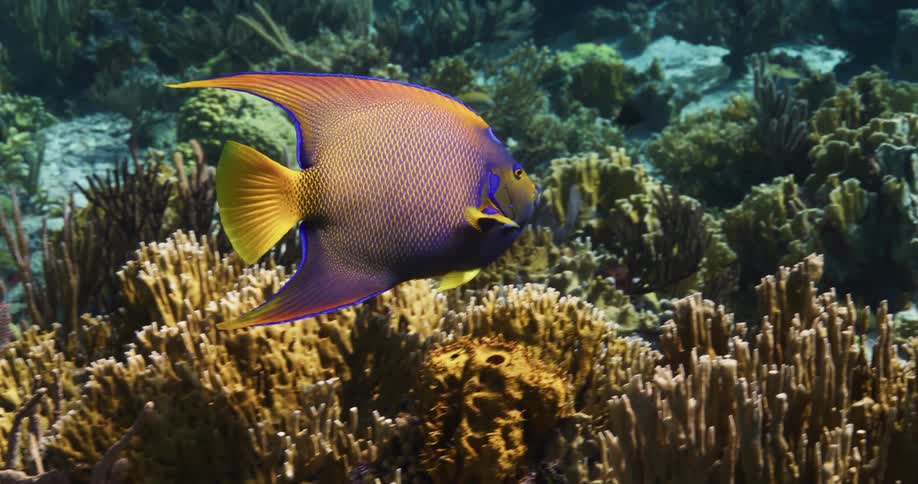 Close up view of a fish swimming through the ocean water