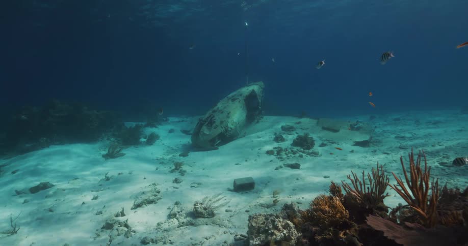 An underwater shot of ocean floor vegetation with a wrecked ship on the ocean floor