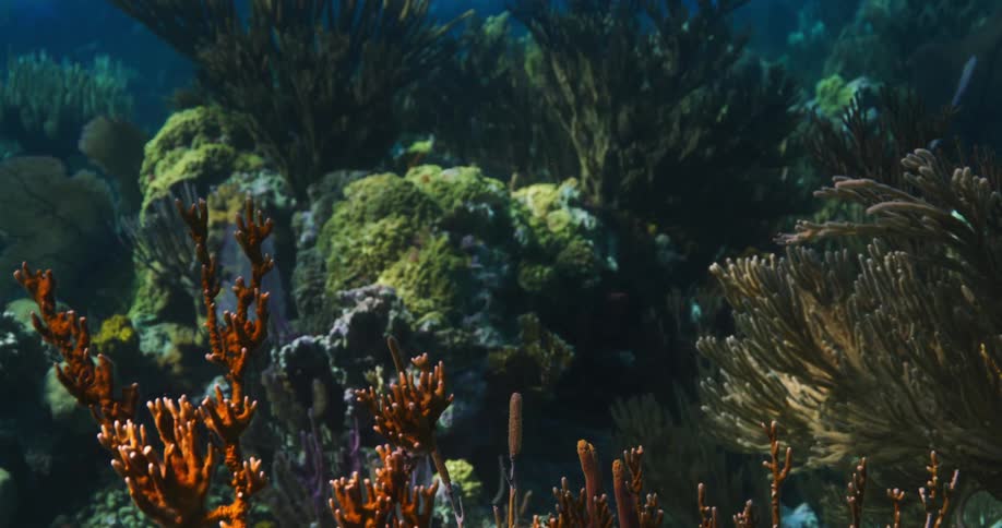 Sunlight and shadows play across of coral and swaying sea plants