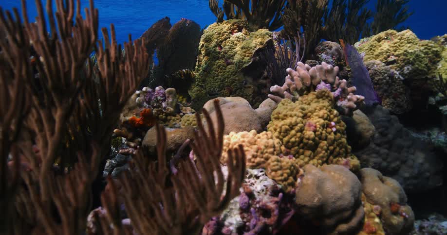 Close up of the colorful organisms on a tropical coral reef under the shimmering sunlight