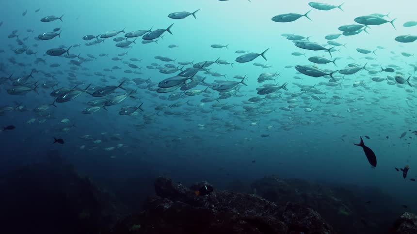 A school of fish swims underwater