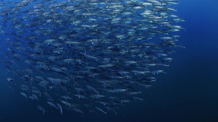 A school of fish swimming in the ocean