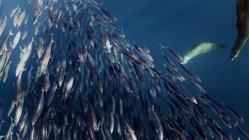 Sea lions swim around a school of fish underwater