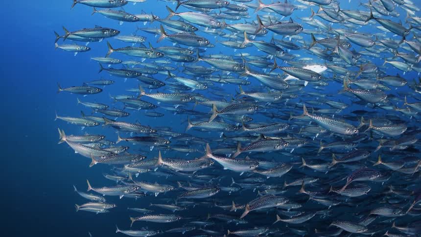 A school of fish swimming underwater as light reflects off them from the surface