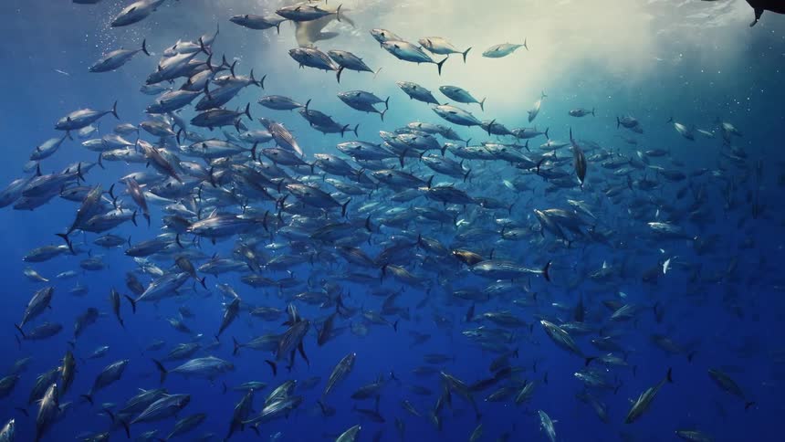 A school of fish swim underwater