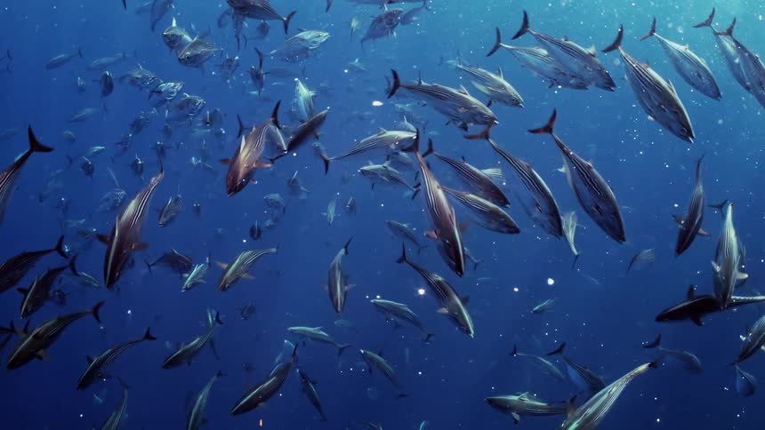 A school of atlantic tarpon swimming underwater