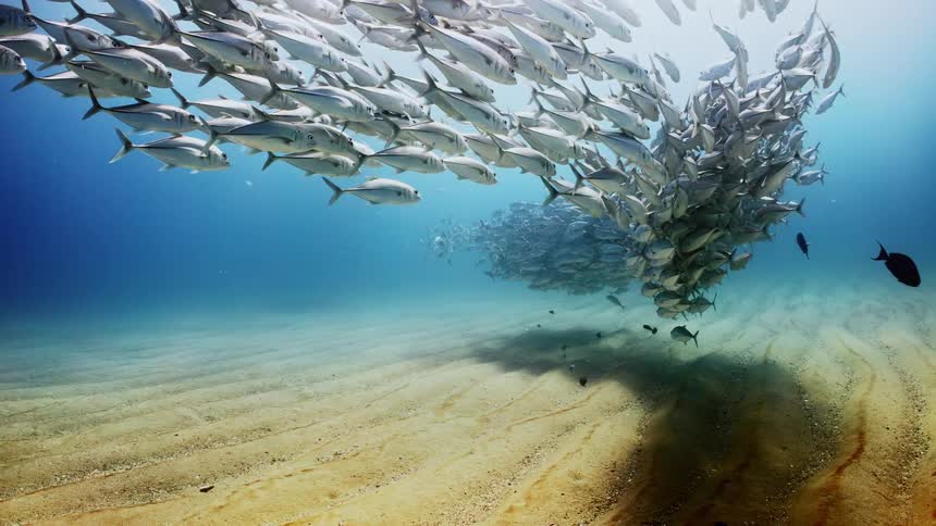 A large school of fish are shoaling as sunlight shines from above