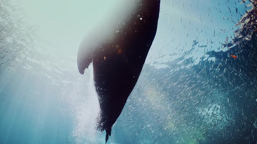 Fish and sea lions are swimming in the ocean water