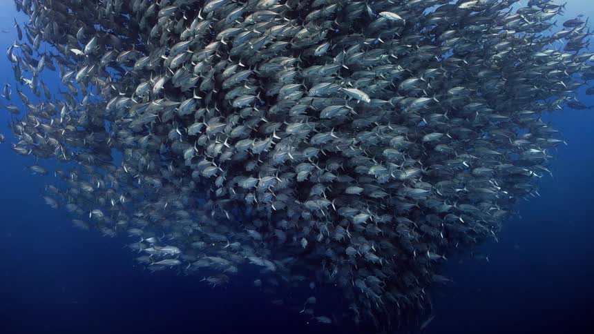 A large school of fish swim together
