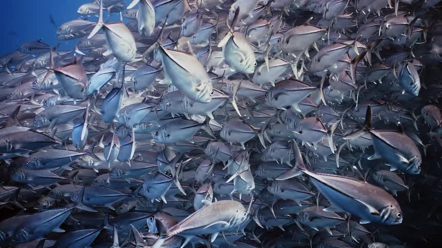 A school of fish swimming in sea