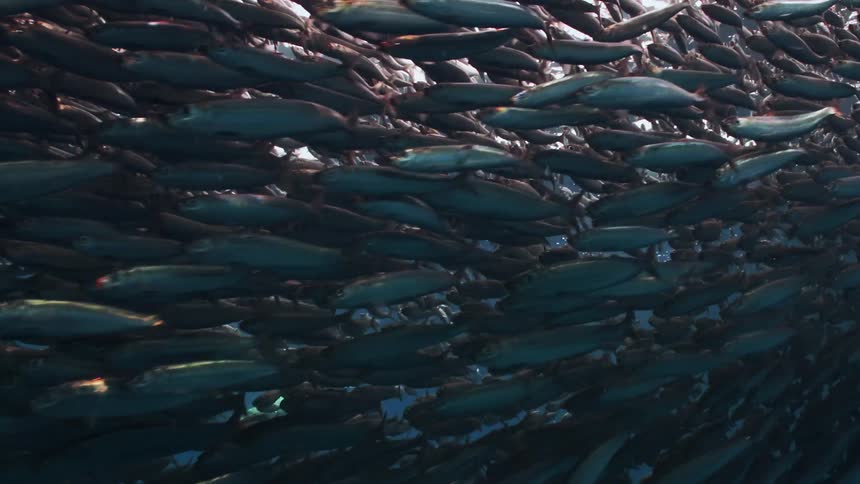 Underwater footage of a sea lion following a large shoal of fish swimming in the blue ocean waters