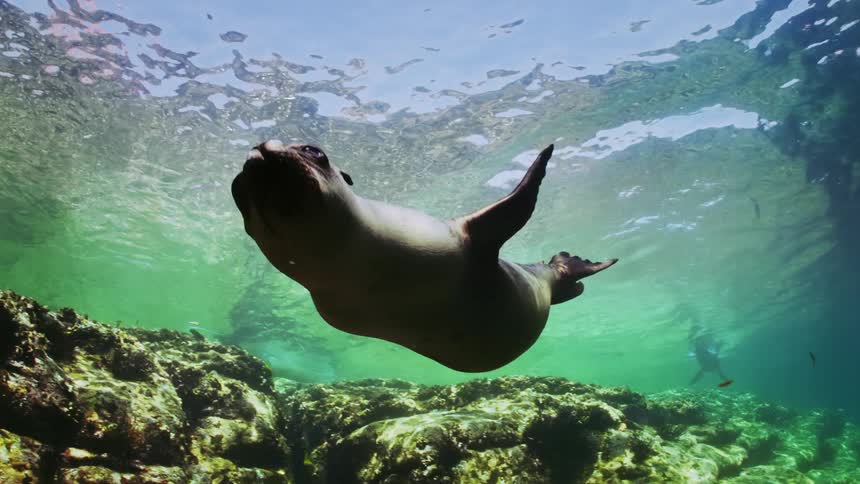 Sea lion and fish are swimming near the ocean floor