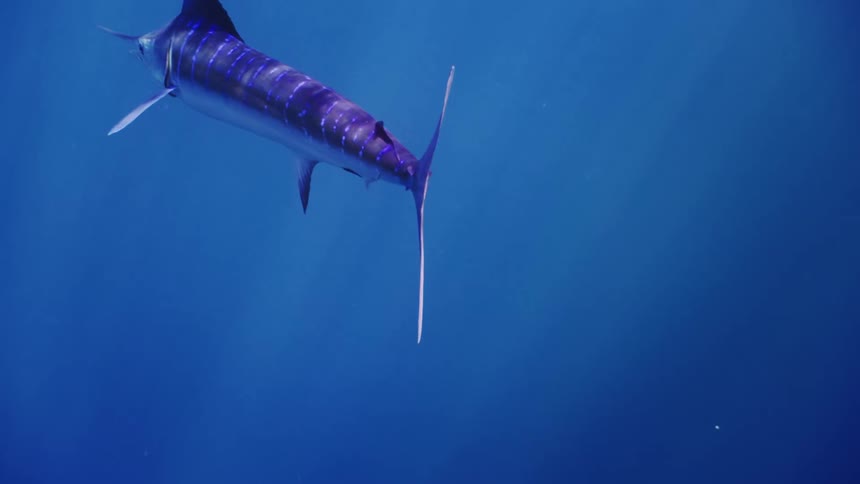 A purple swordfish swims underwater