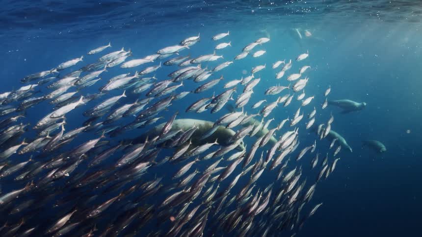 Slow motion underwater footage of sea lions hunting fish on the ocean