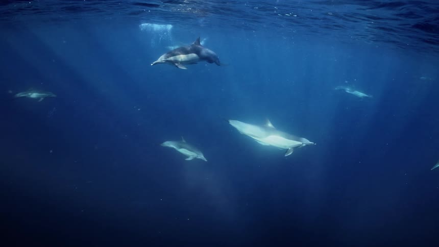 Fish are flowing in an upward direction inside the water