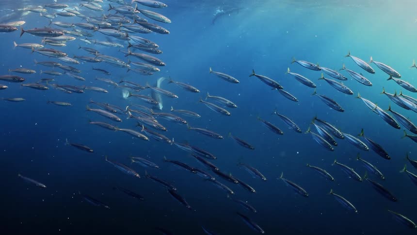 A school of fish swimming and separating as a small group of dolphins swim near