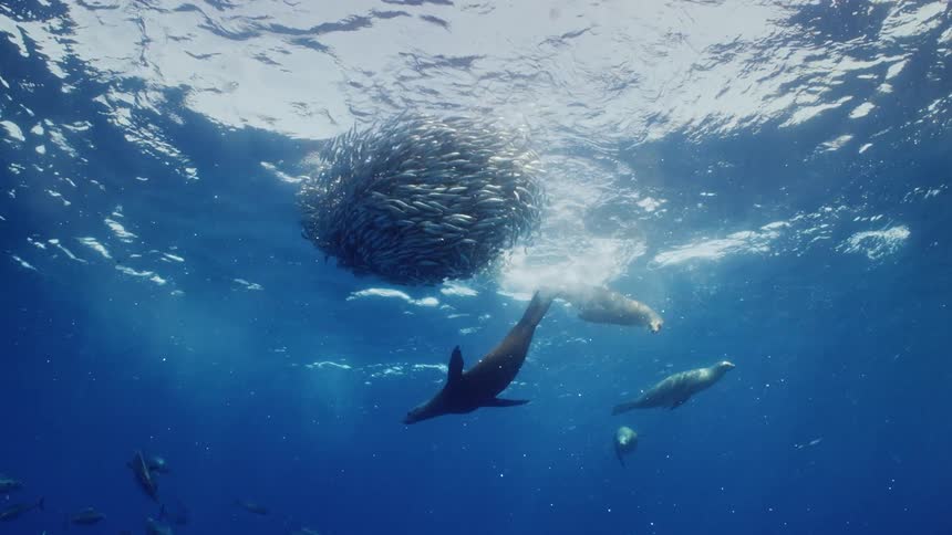 A group of fish and sea animals are swimming in an ocean
